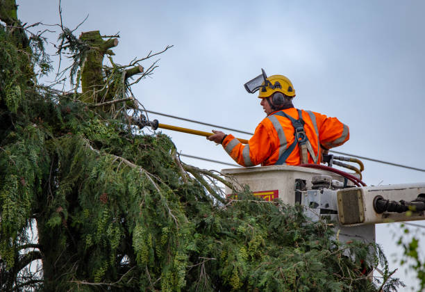 Best Storm Damage Tree Cleanup  in Ilchester, MD