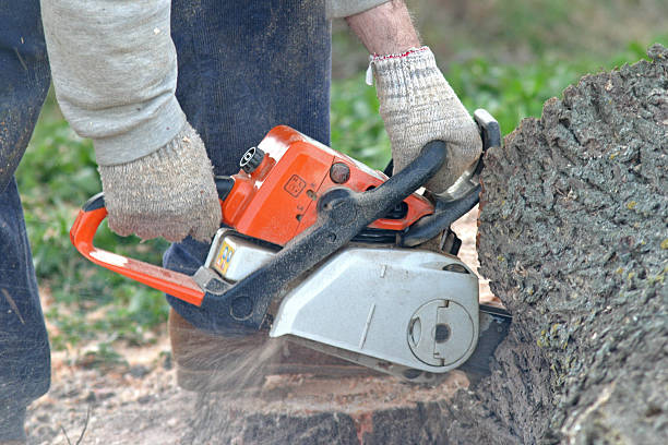 Professional Tree Services in Ilchester, MD