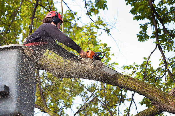 Best Tree Cabling and Bracing  in Ilchester, MD