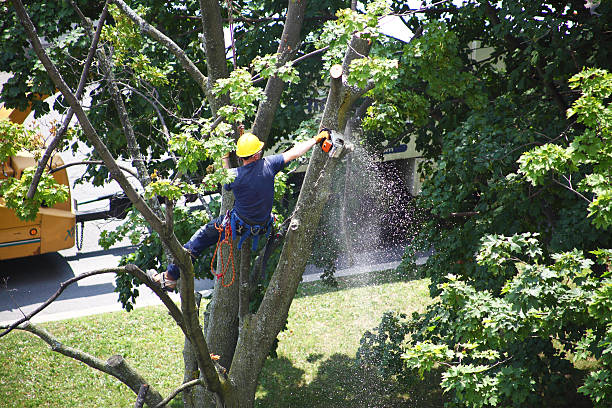 How Our Tree Care Process Works  in  Ilchester, MD