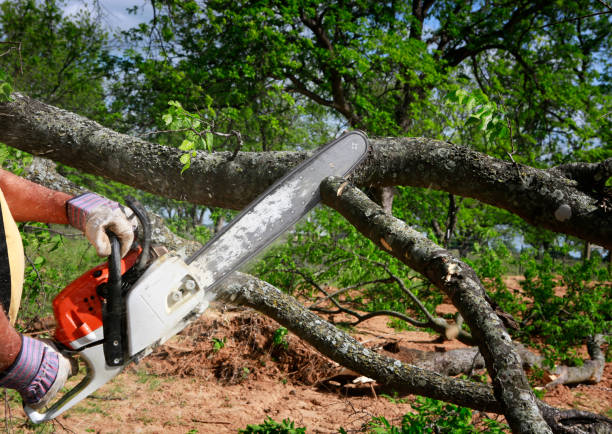 Best Commercial Tree Services  in Ilchester, MD